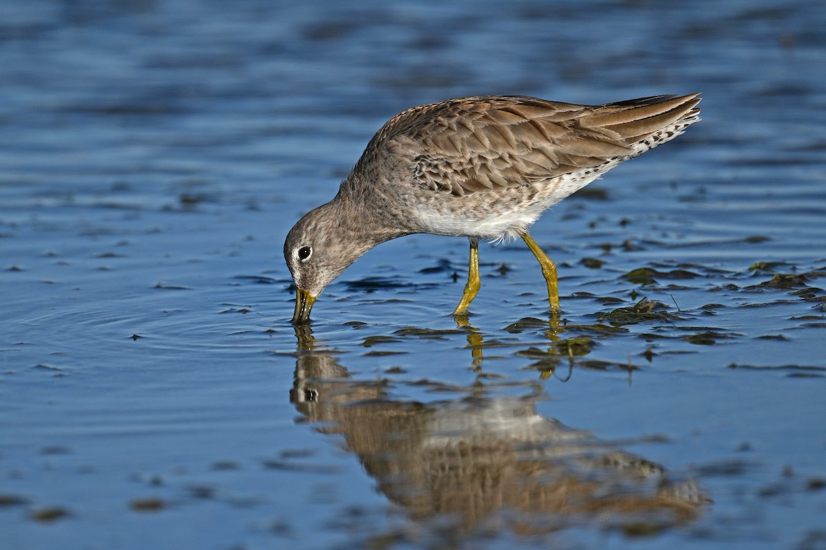 Short-billed Dowitcher - ML615250310