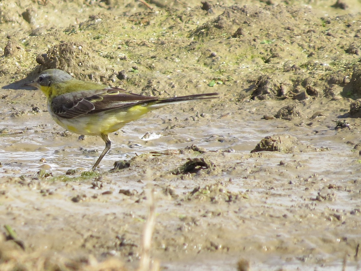 Western Yellow Wagtail - ML615250313