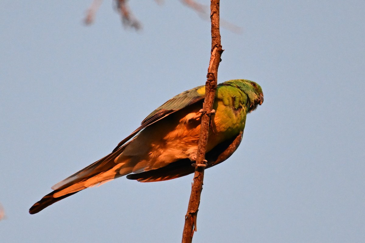 Red-rumped Parrot - ML615250340