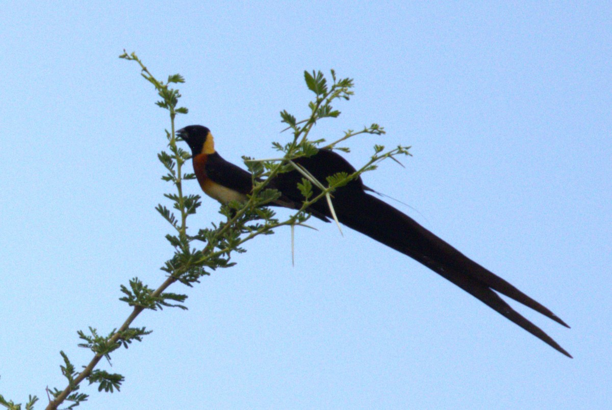 Eastern Paradise-Whydah - ML615250396