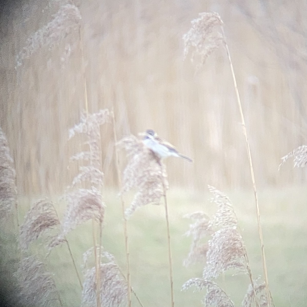 Reed Bunting - ML615250448