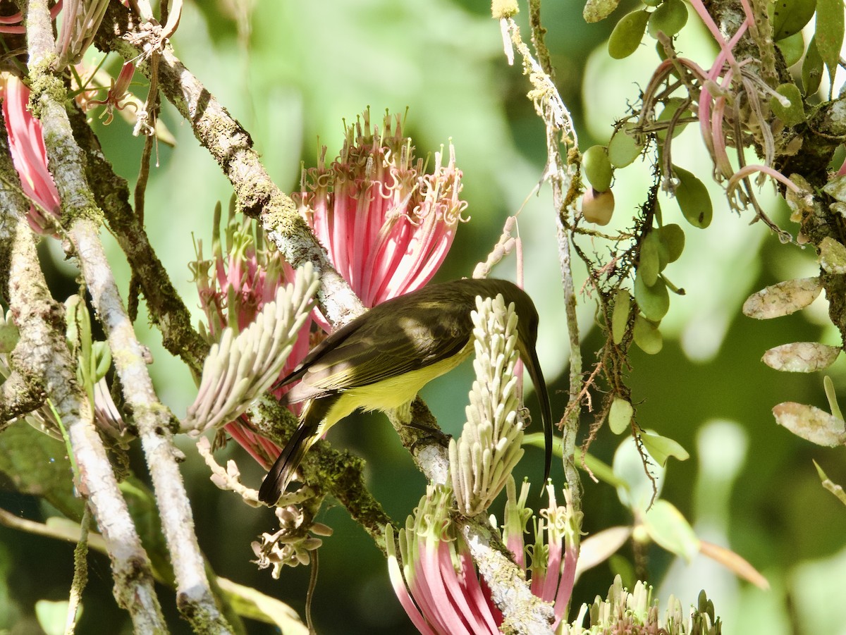 Long-billed Spiderhunter - ML615250473