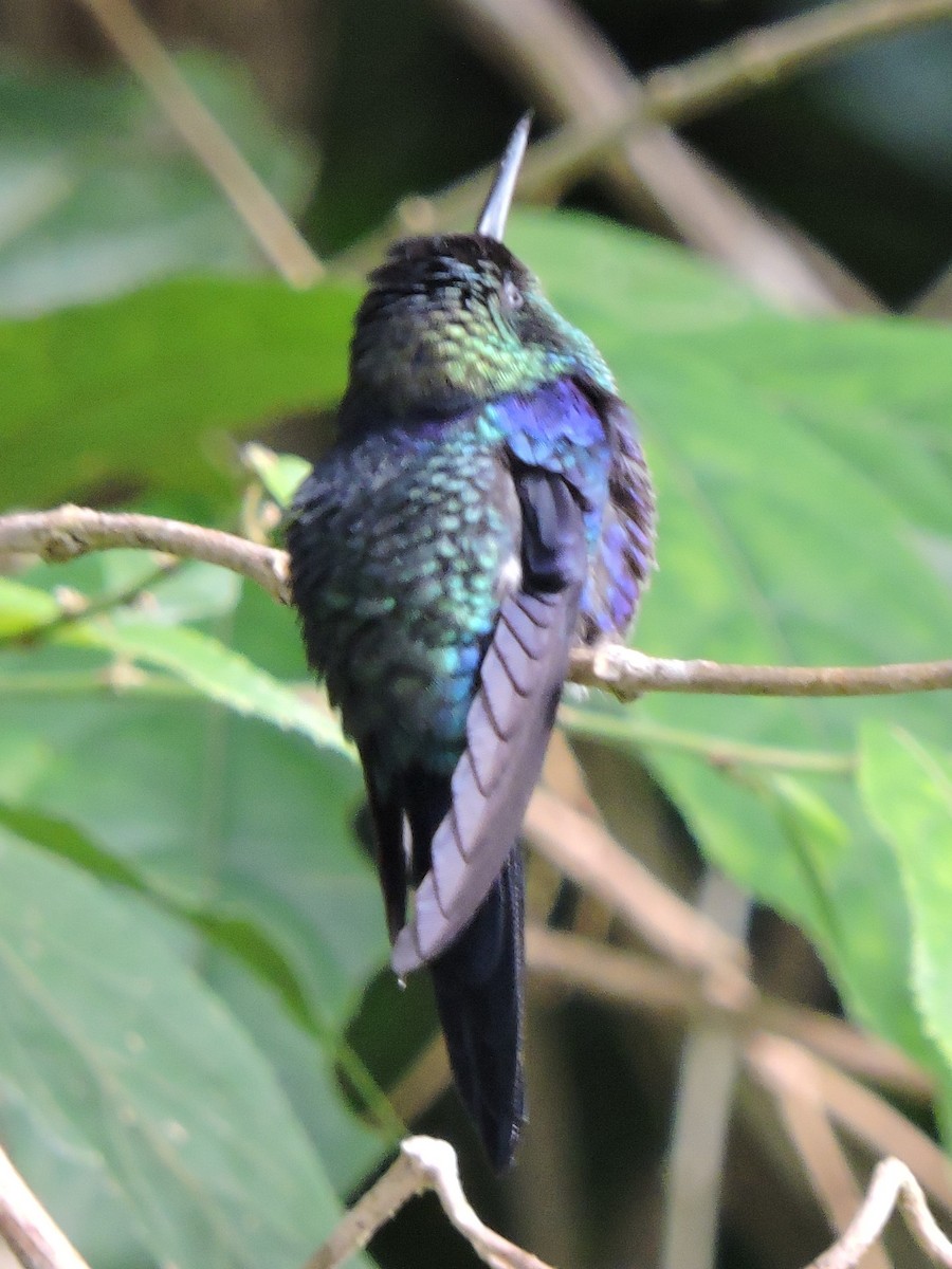 kolibřík vidloocasý - ML615250574