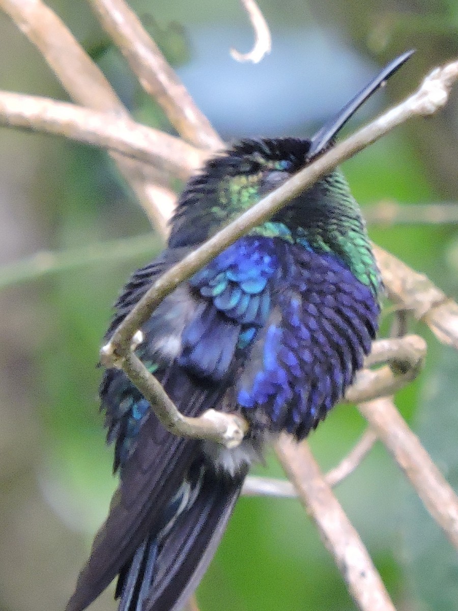 kolibřík vidloocasý - ML615250575