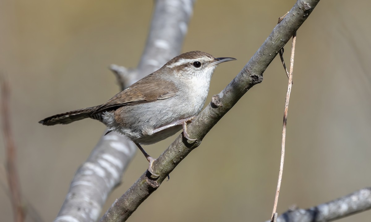 Bewick's Wren (spilurus Group) - ML615250587