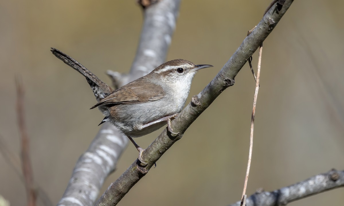 Bewick's Wren (spilurus Group) - ML615250588