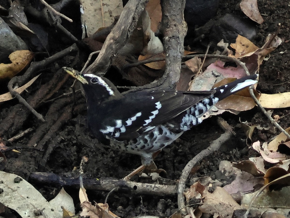 Pied Thrush - ML615250635