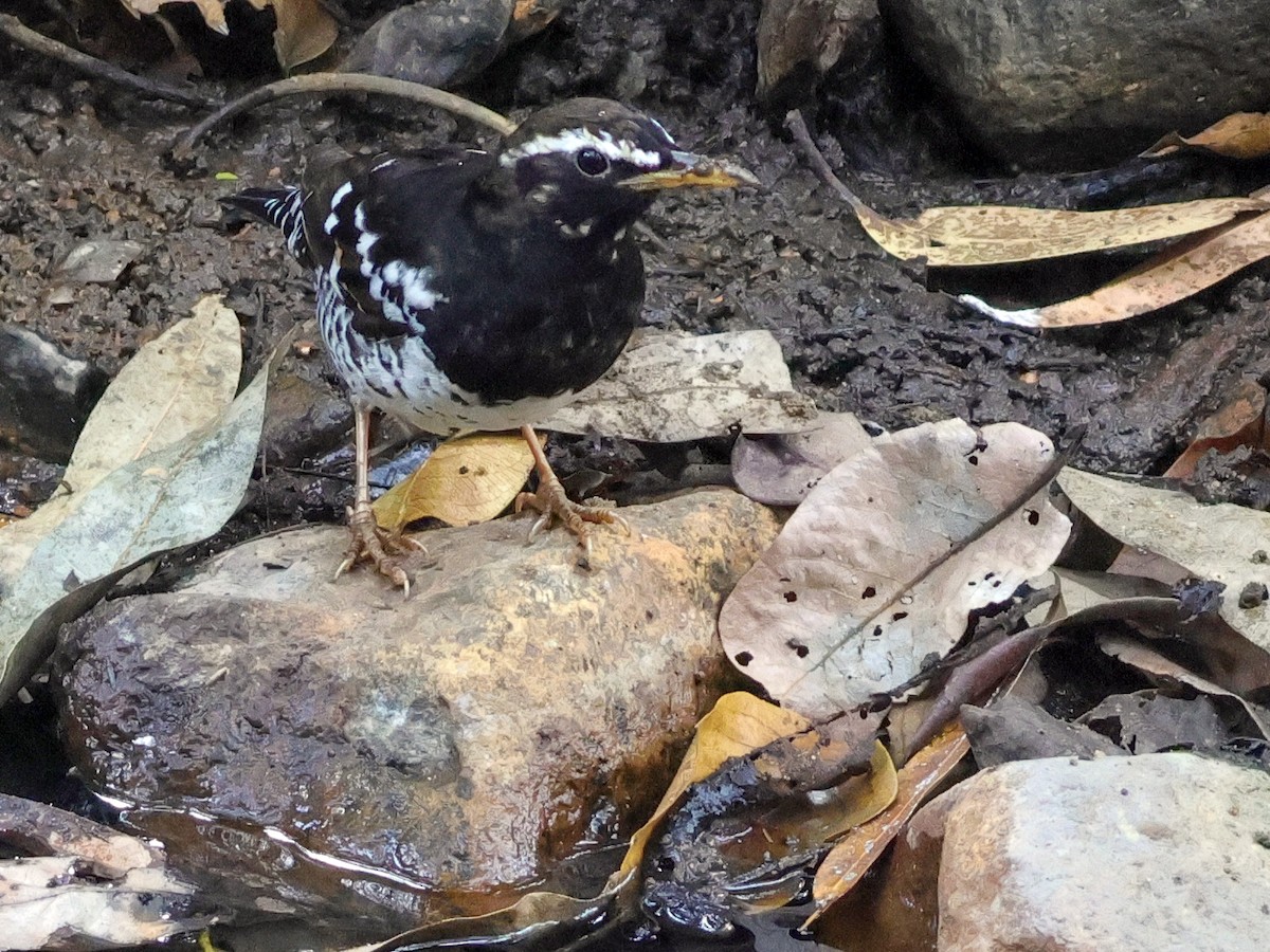 Pied Thrush - ML615250637