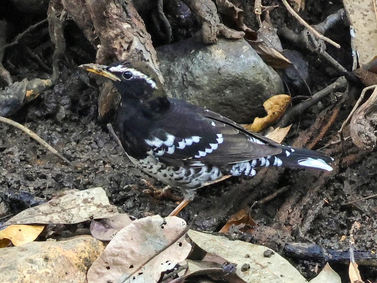 Pied Thrush - ML615250638