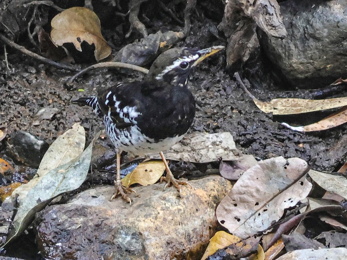 Pied Thrush - ML615250639