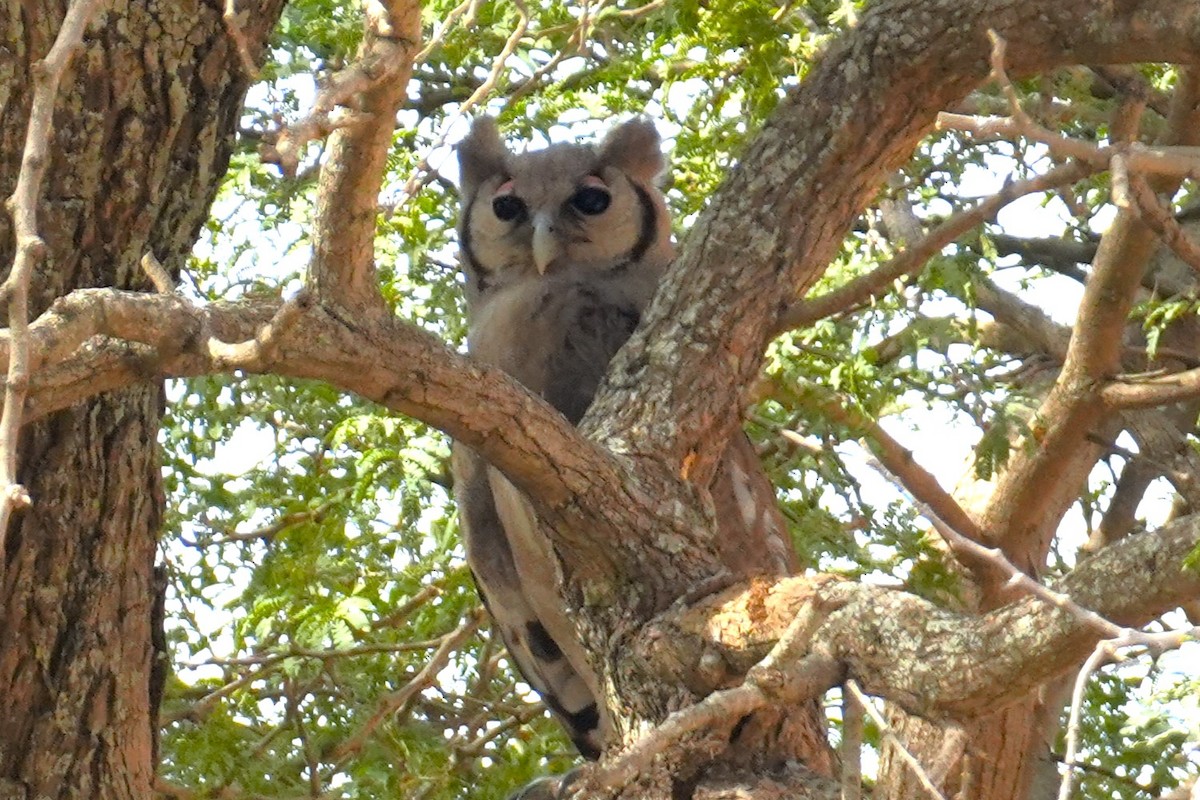 Verreaux's Eagle-Owl - ML615250658