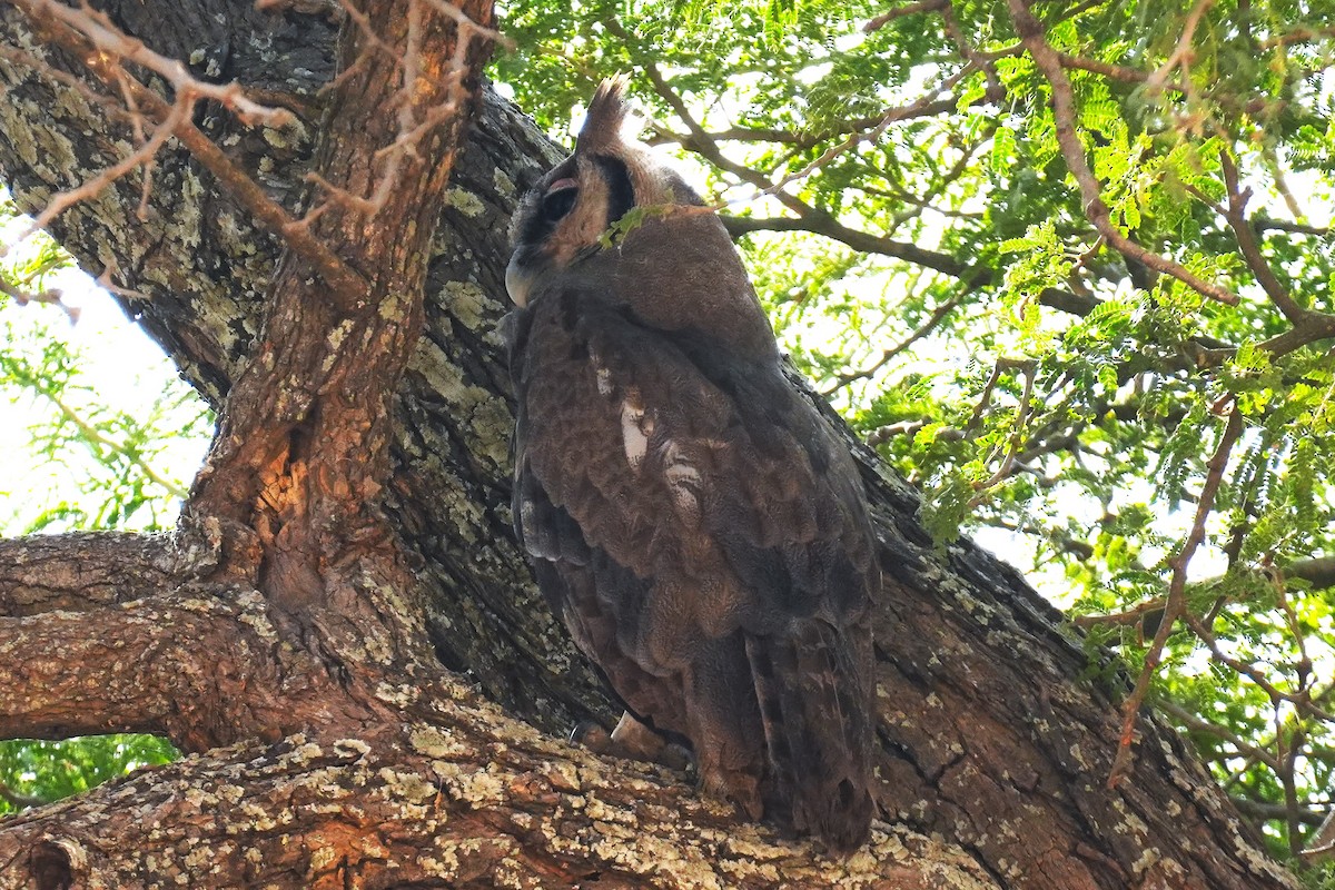 Verreaux's Eagle-Owl - ML615250659