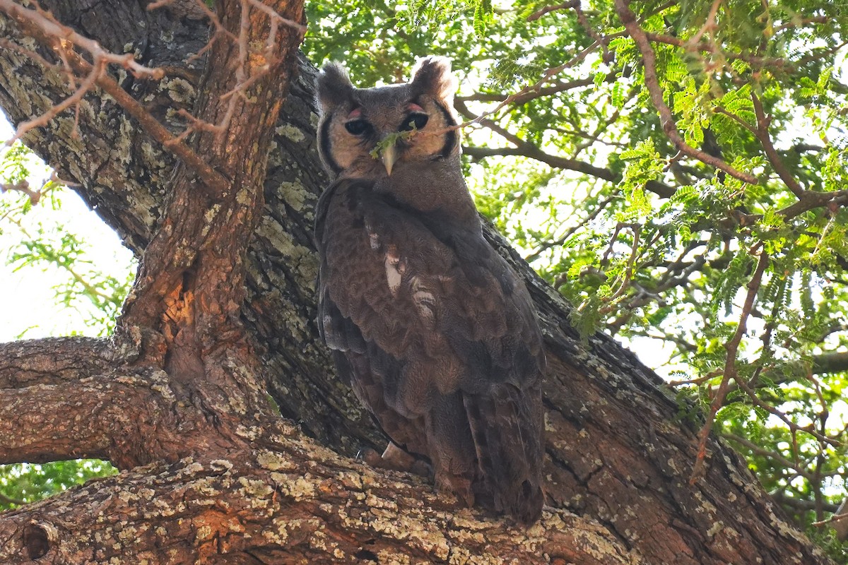 Verreaux's Eagle-Owl - ML615250660