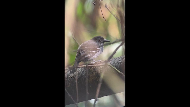 Mouse-colored Antshrike - ML615250695