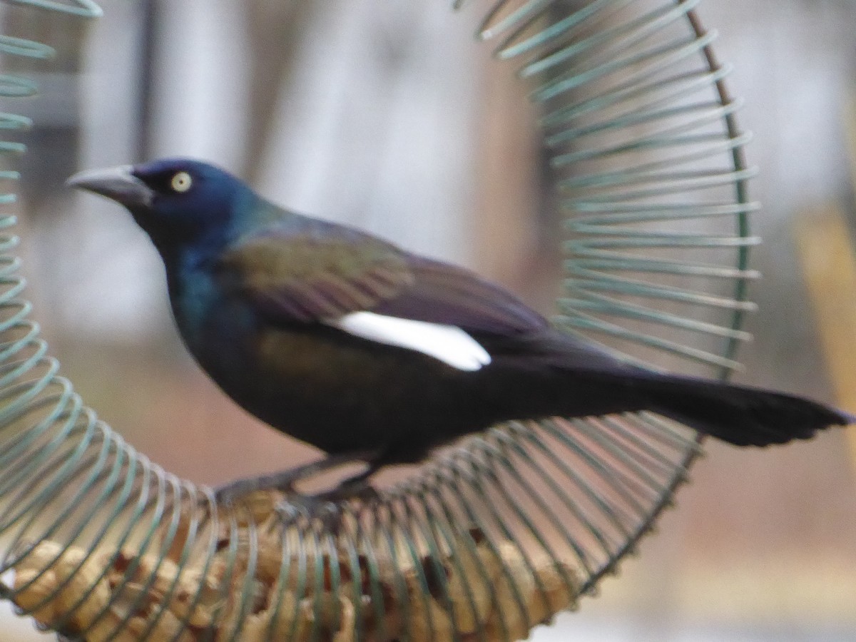 Common Grackle - ML615250700