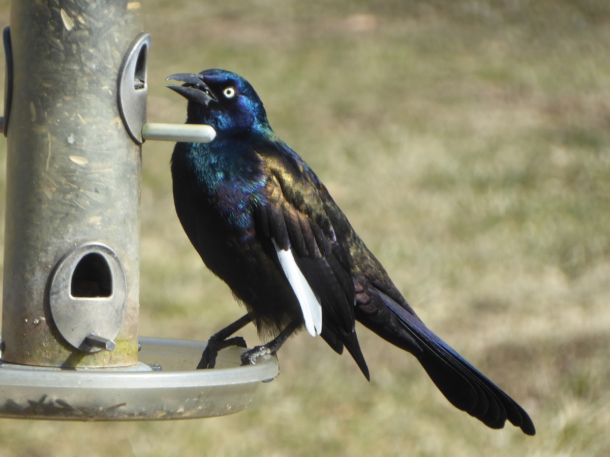 Common Grackle - ML615250701