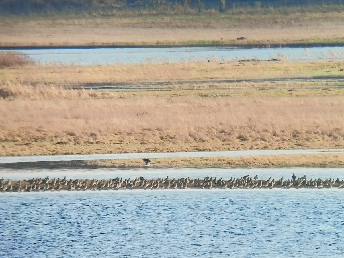 European Golden-Plover - ML615250706