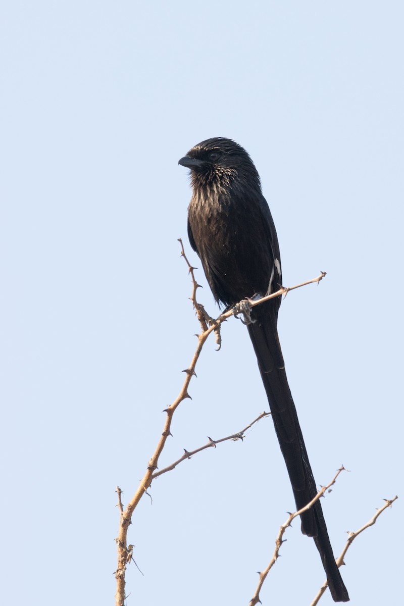 Magpie Shrike - Carsten Sekula