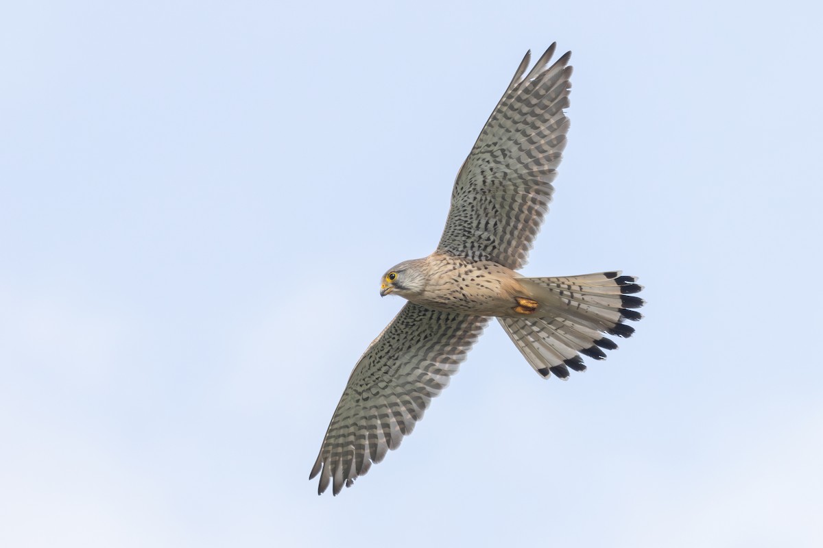 Eurasian Kestrel (Eurasian) - ML615250731