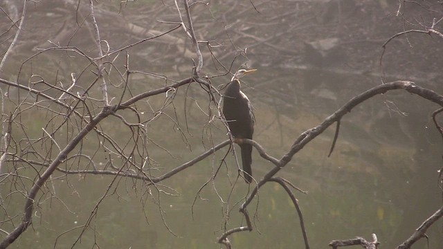 Oriental Darter - ML615250736