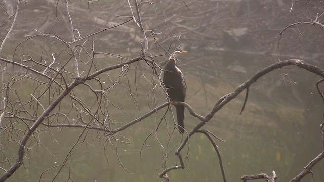 Oriental Darter - ML615250736