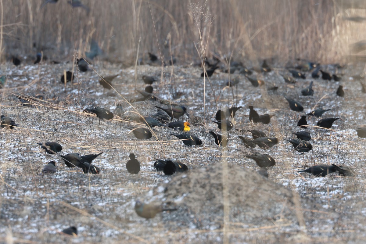 Yellow-headed Blackbird - ML615250737