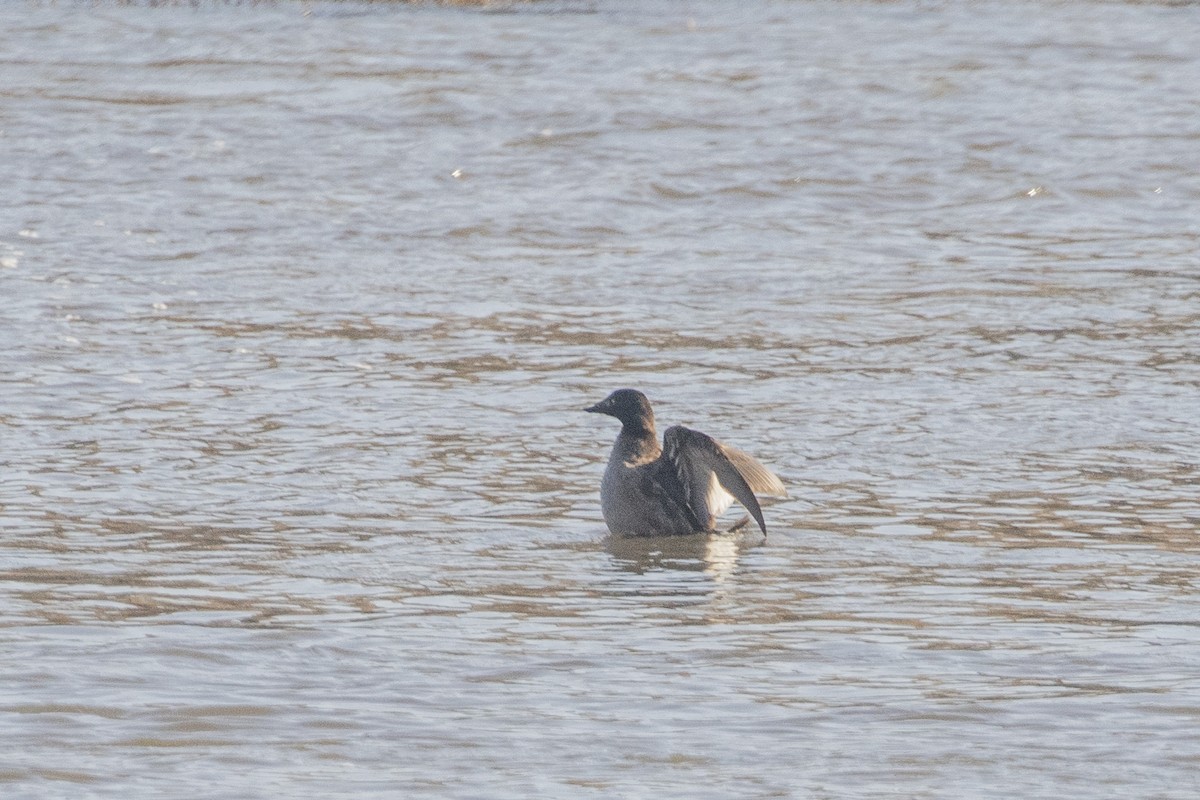 White-winged Scoter - ML615250794