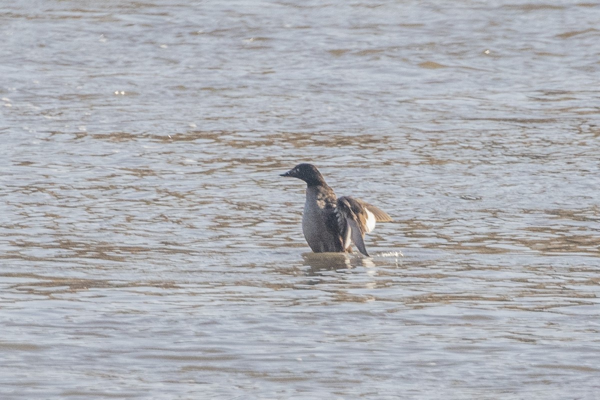 White-winged Scoter - ML615250797