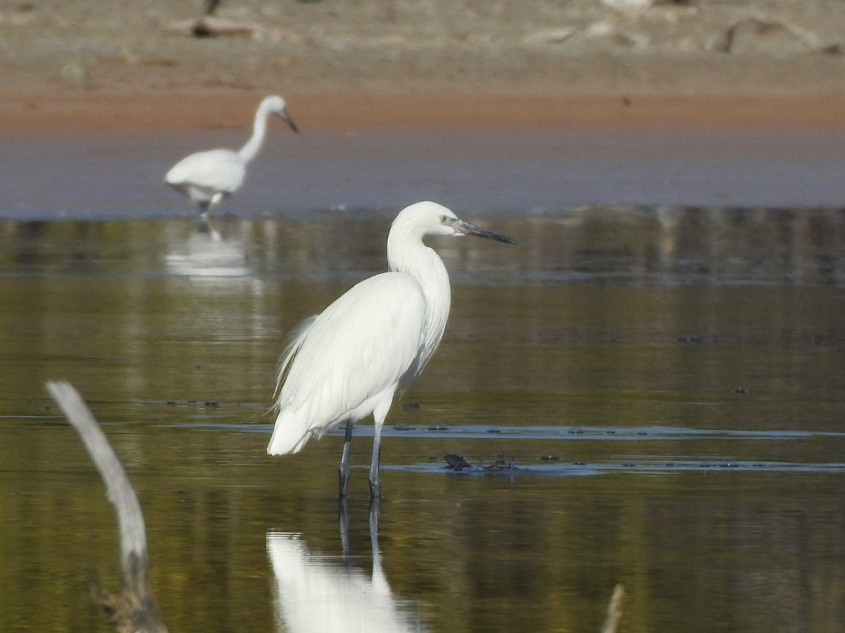 Little Blue Heron - ML615250805