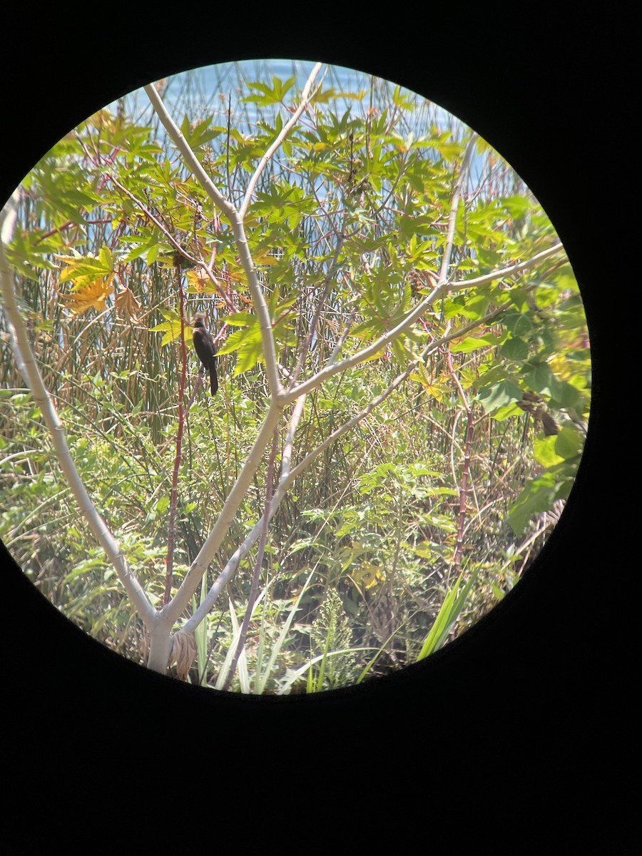 Great-tailed Grackle - ML615250817