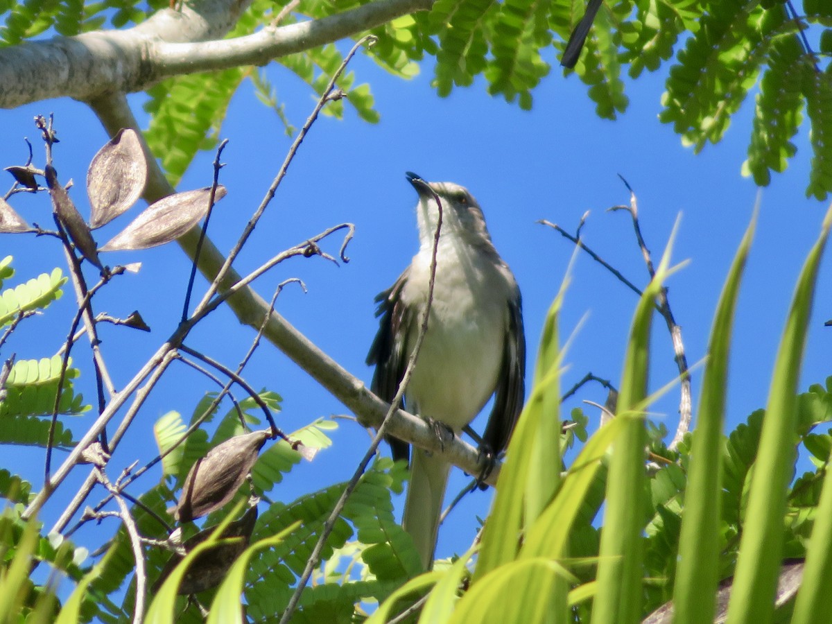 Northern Mockingbird - Linda Badillo