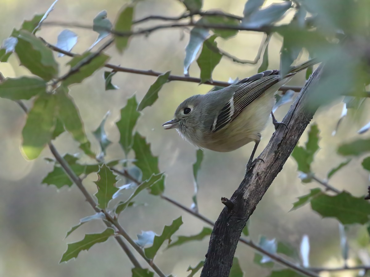 Hutton's Vireo - Marcus Buck