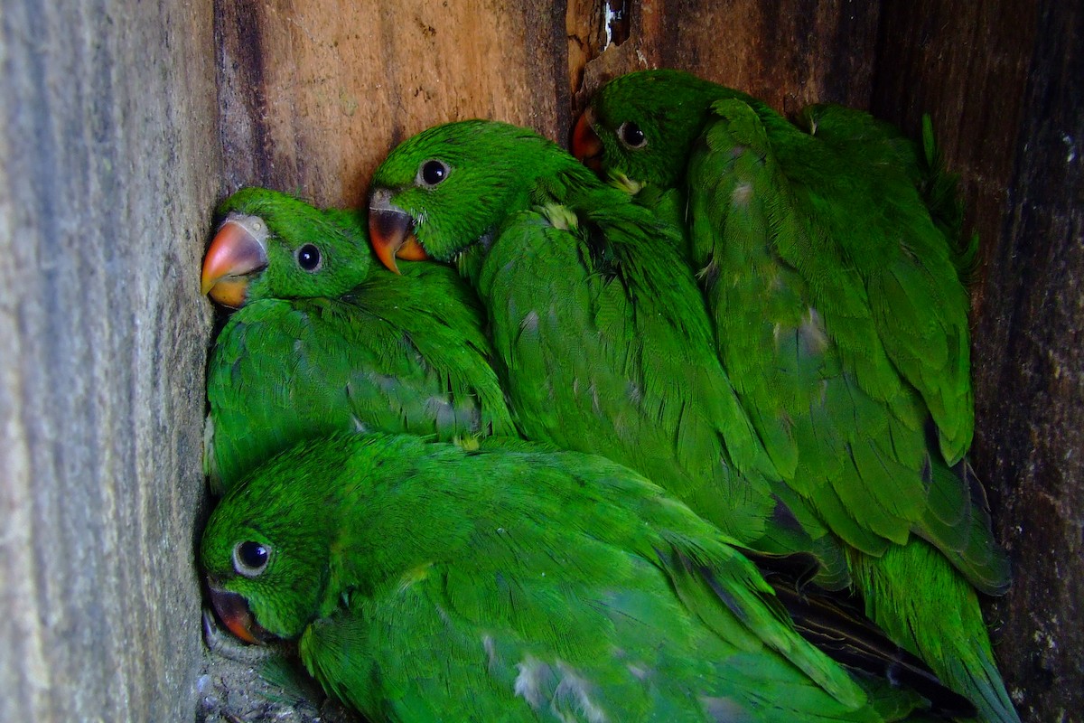 Morityus Yeşil Papağanı - ML615250864