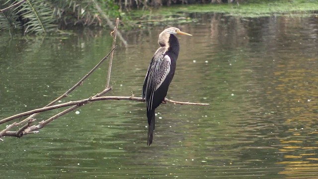 Orient-Schlangenhalsvogel - ML615250875