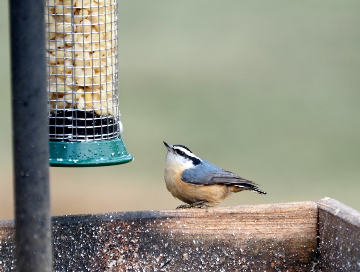 Red-breasted Nuthatch - ML615250912