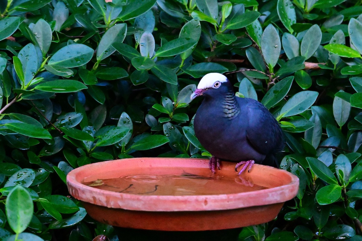 White-crowned Pigeon - ML615250922