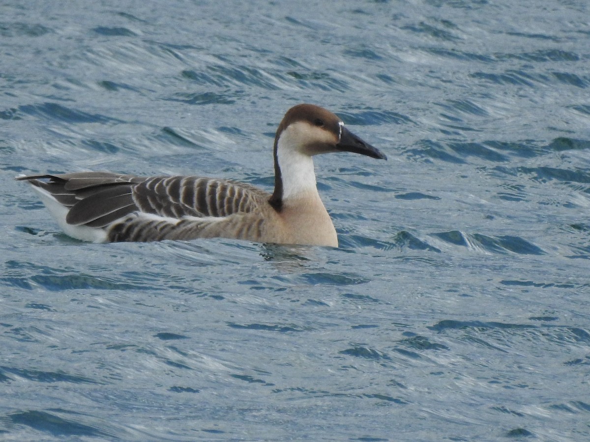 Swan Goose (Domestic type) - ML615250929