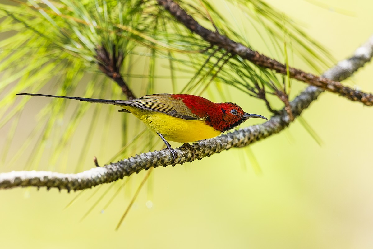 Mrs. Gould's Sunbird (Purple-rumped) - ML615250978