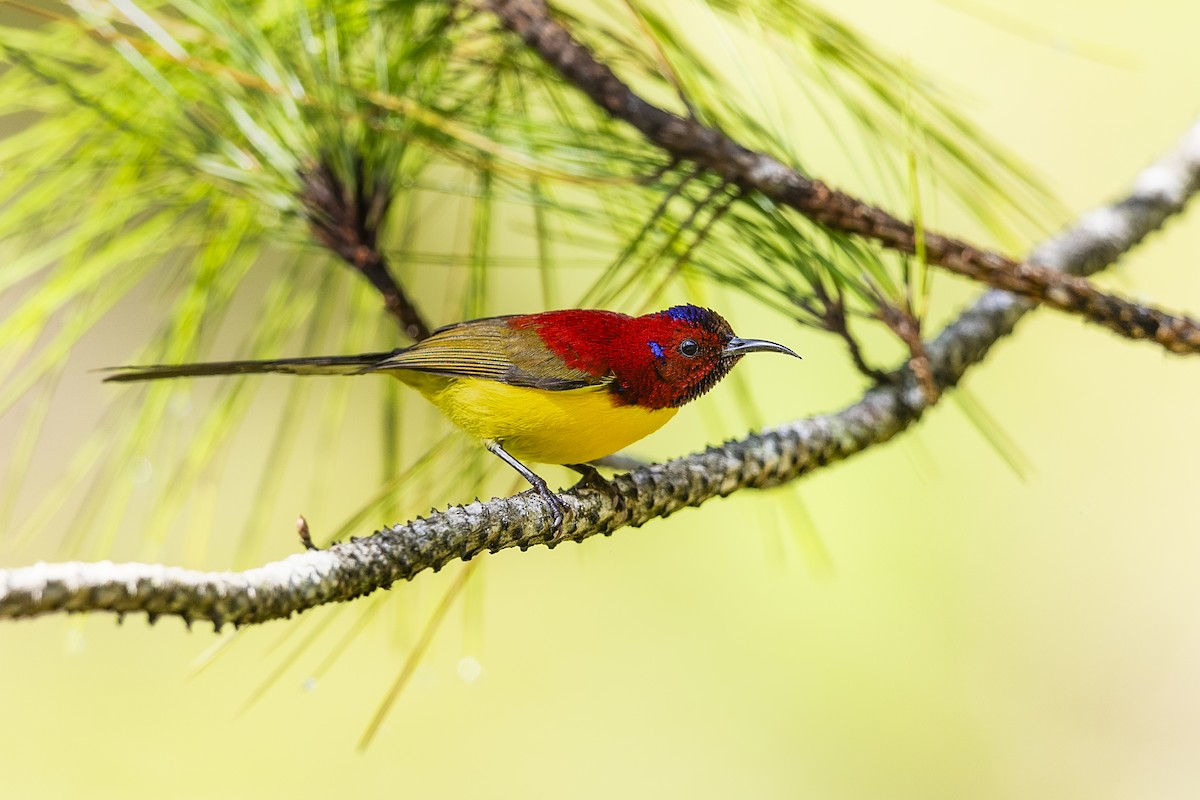 Mrs. Gould's Sunbird (Purple-rumped) - ML615250979