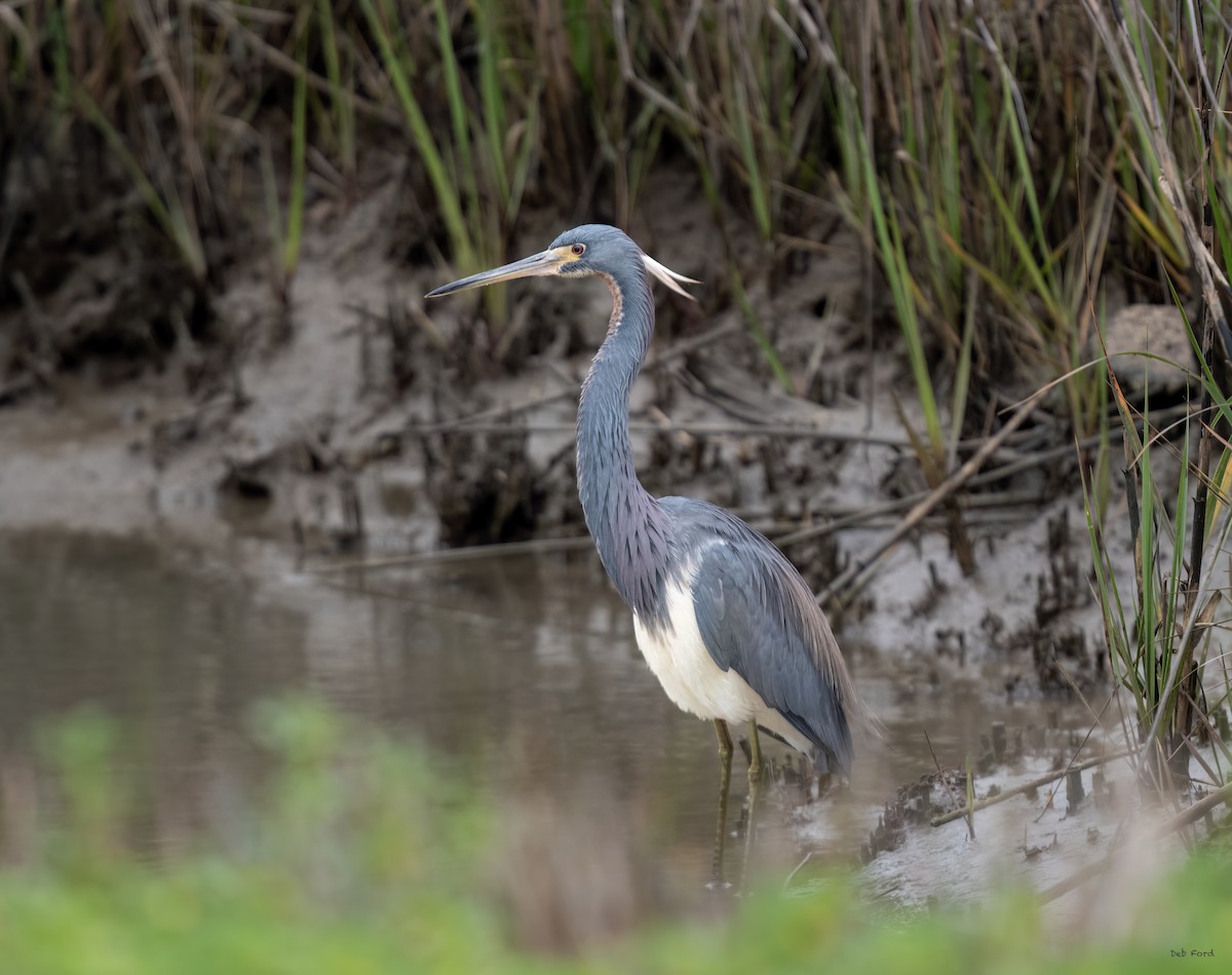 Tricolored Heron - ML615251002