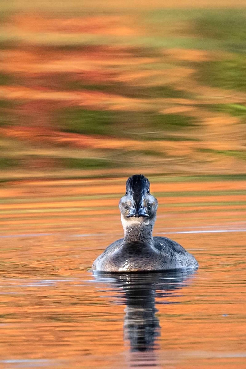 Ruddy Duck - ML615251003