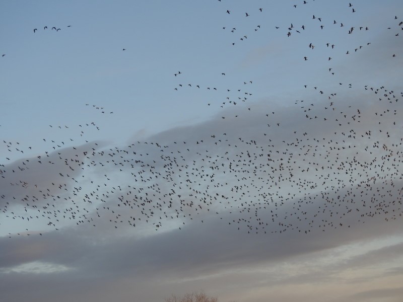 Blässgans - ML615251027