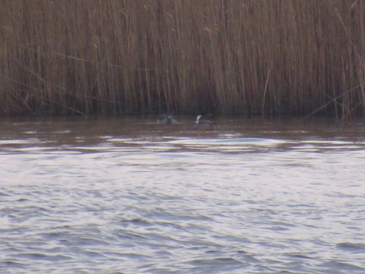 American Wigeon - ML615251028