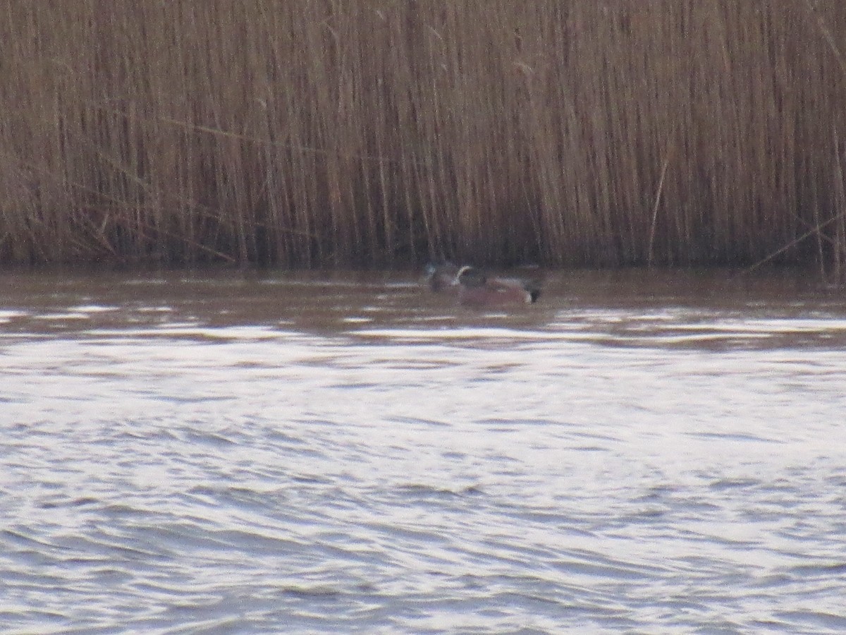 American Wigeon - ML615251029