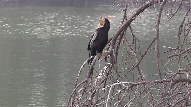 Anhinga Asiática - ML615251074