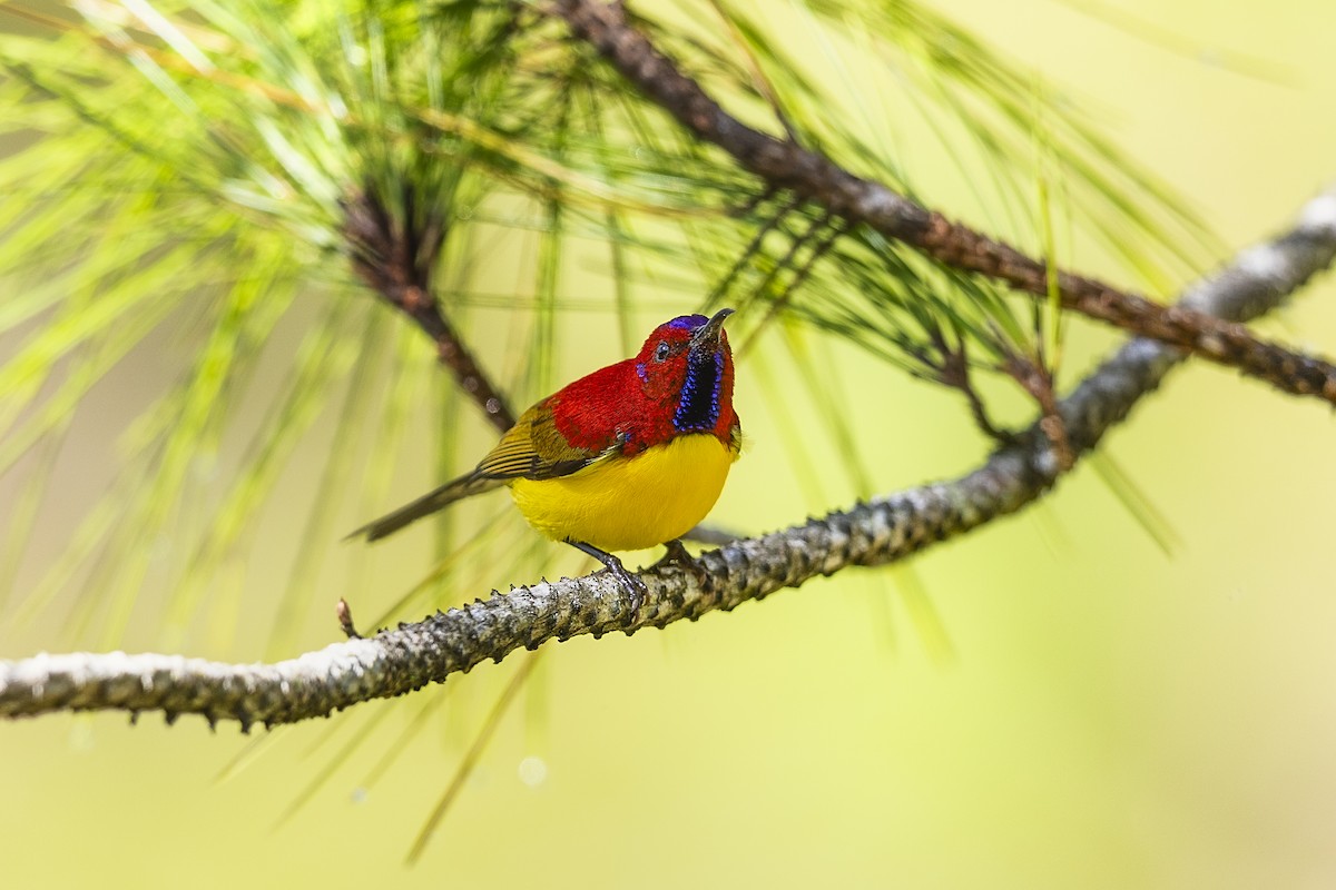 Mrs. Gould's Sunbird (Purple-rumped) - ML615251091