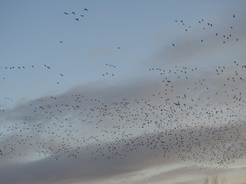 Blässgans - ML615251117