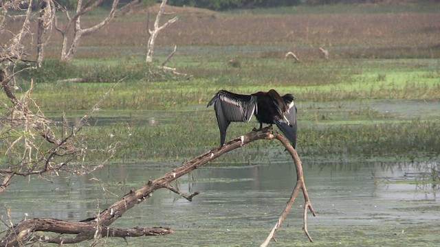 anhinga indomalajská - ML615251234