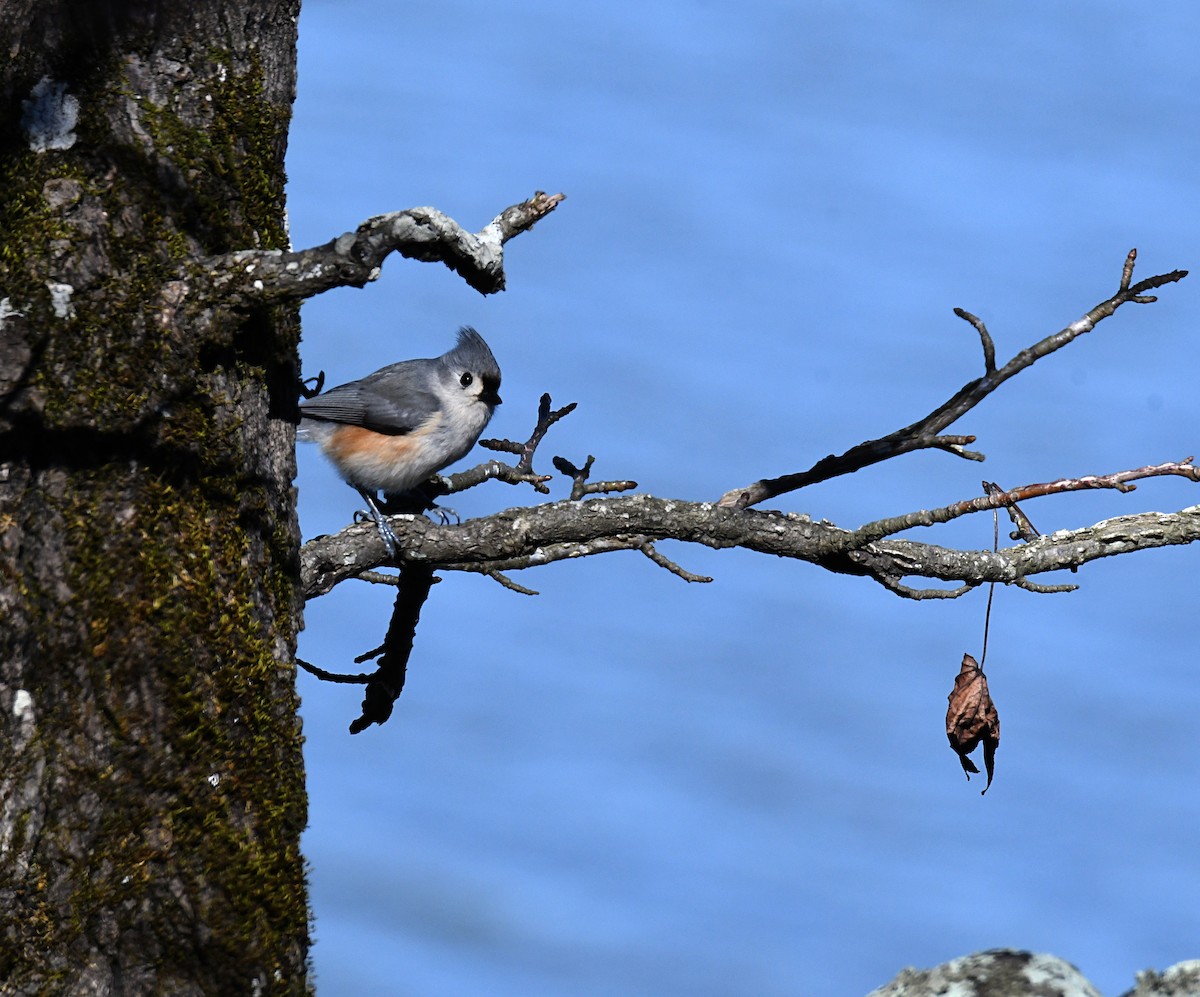 Tufted Titmouse - ML615251273