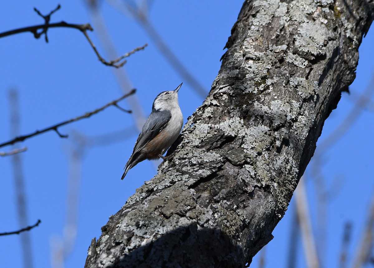 White-breasted Nuthatch - ML615251275